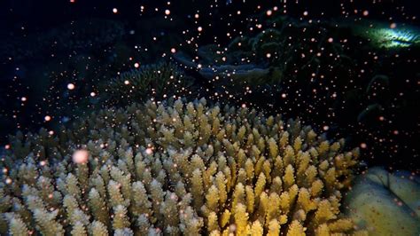 corals tagalog|Coral in Tagalog .